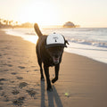 Dog Foam Trucker Hat Amore the Magical Mix Signature