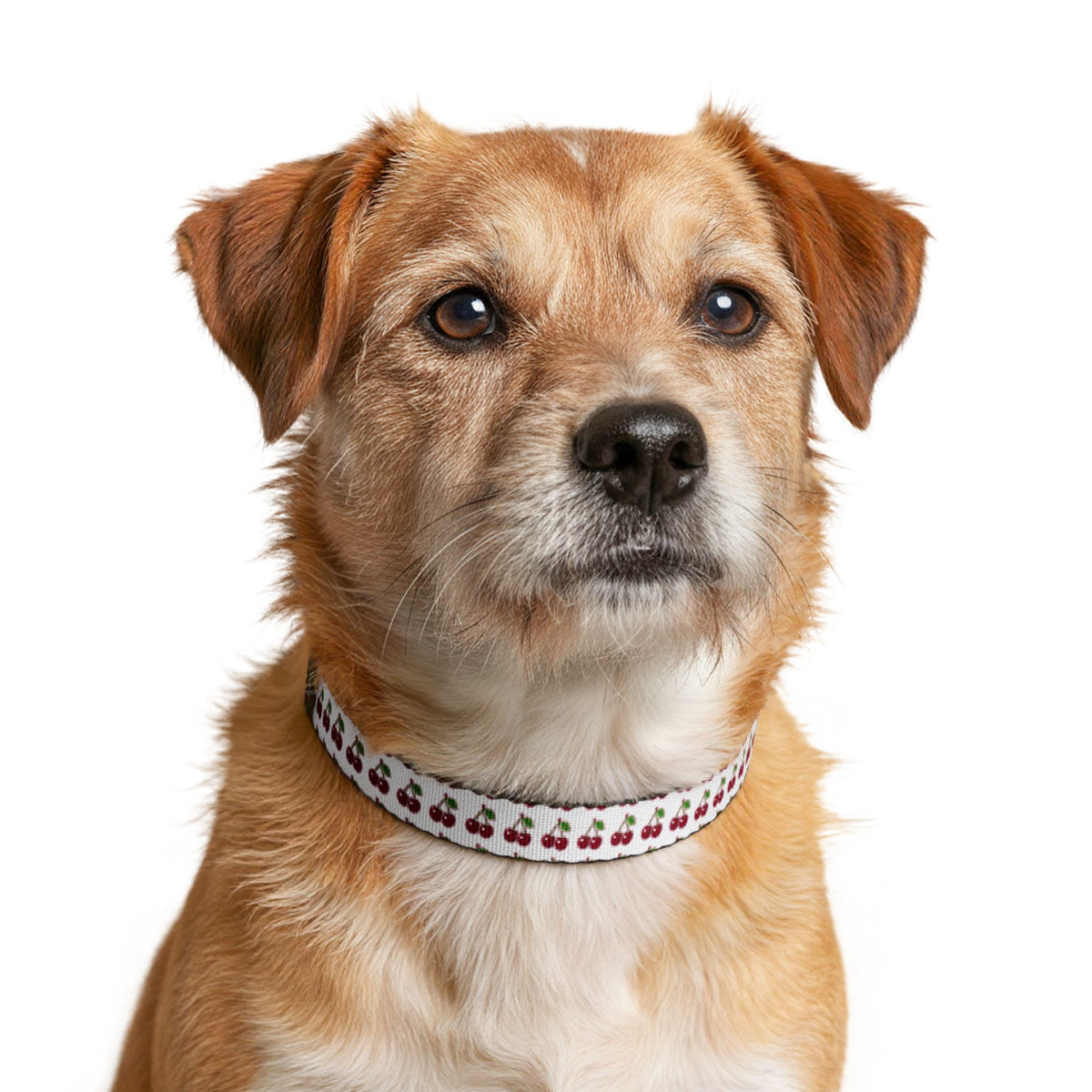 Clip-on Pet Collar Cherry Pattern